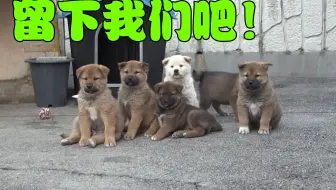 流浪狗妈带6只小狗找上门，男主人傻眼，以为是自家公狗的风流债