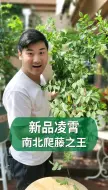 Download Video: 南北爬藤之王凌霄花，一年打造花墙不是梦！#凌霄花#养花#园艺