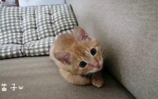 中指猫_ 搜索结果_哔哩哔哩_Bilibili