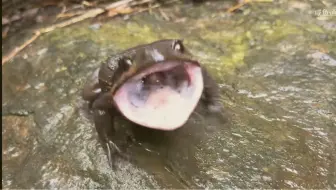 Скачать видео: 气呼呼的短腿蟾 吓我一哆嗦