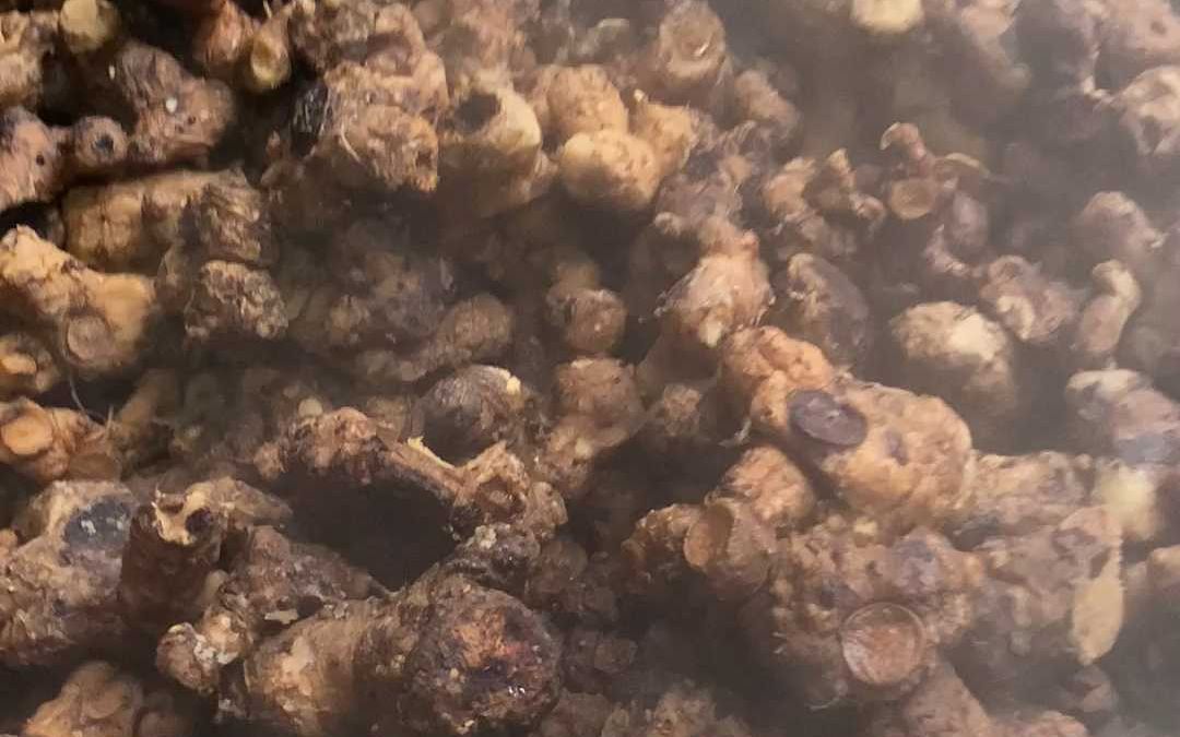 传统九蒸九晒黄精