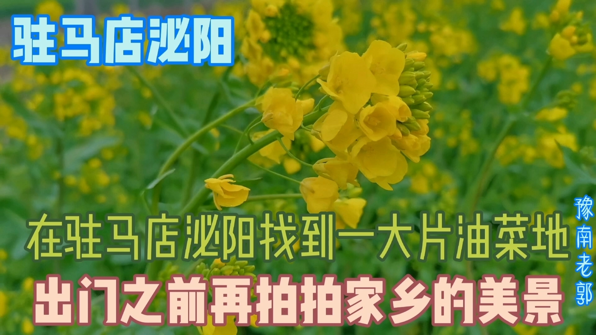 家乡春天的美景,到处开满了油菜花,太漂亮了哔哩哔哩bilibili