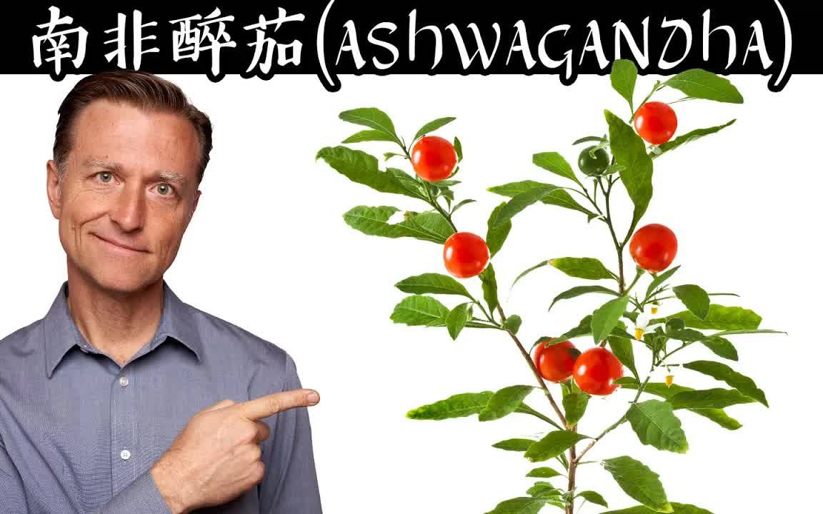 史上最強抗壓力草藥, 南非醉茄(ashwagandha),高皮質醇影響,柏格醫生