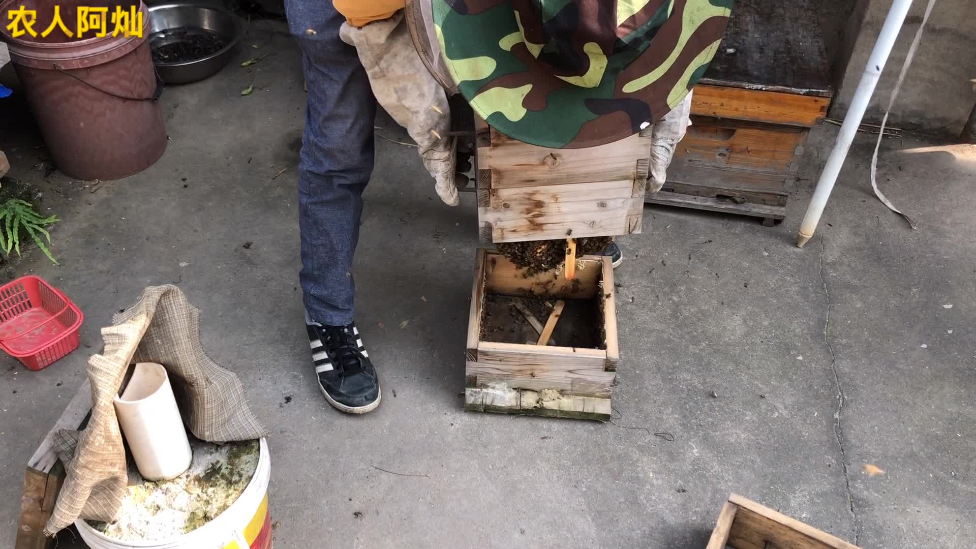 格子箱养蜜蜂,筑巢后调整格子位置才能保证蜂群可以高产做满箱