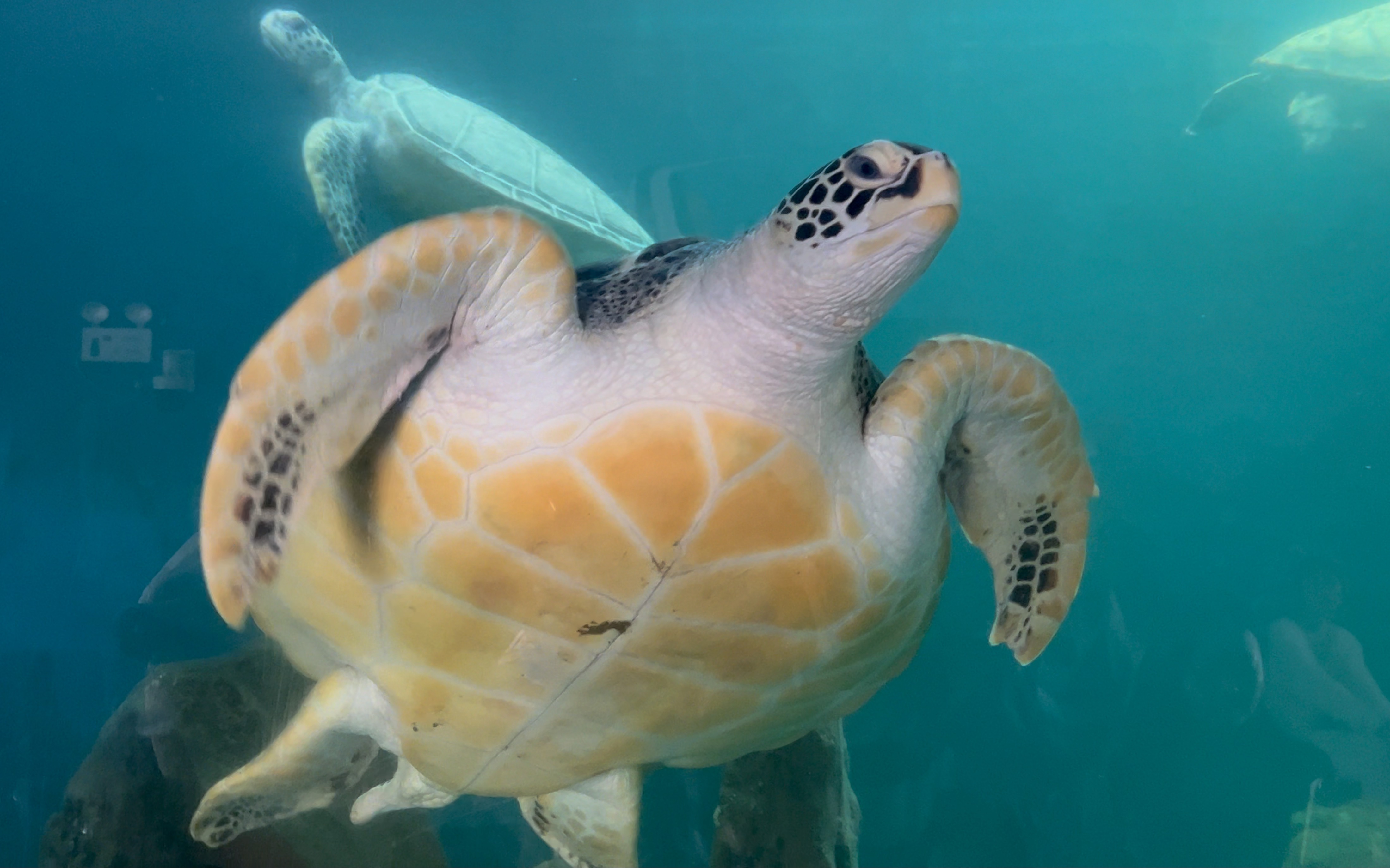 这只大海龟一看脾气就不太好