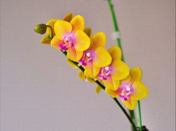 全网最好看沙拉黄金蝴蝶兰