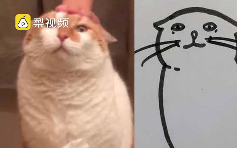 猫咪超萌简笔画爆红,还可以做文身哔哩哔哩bilibili