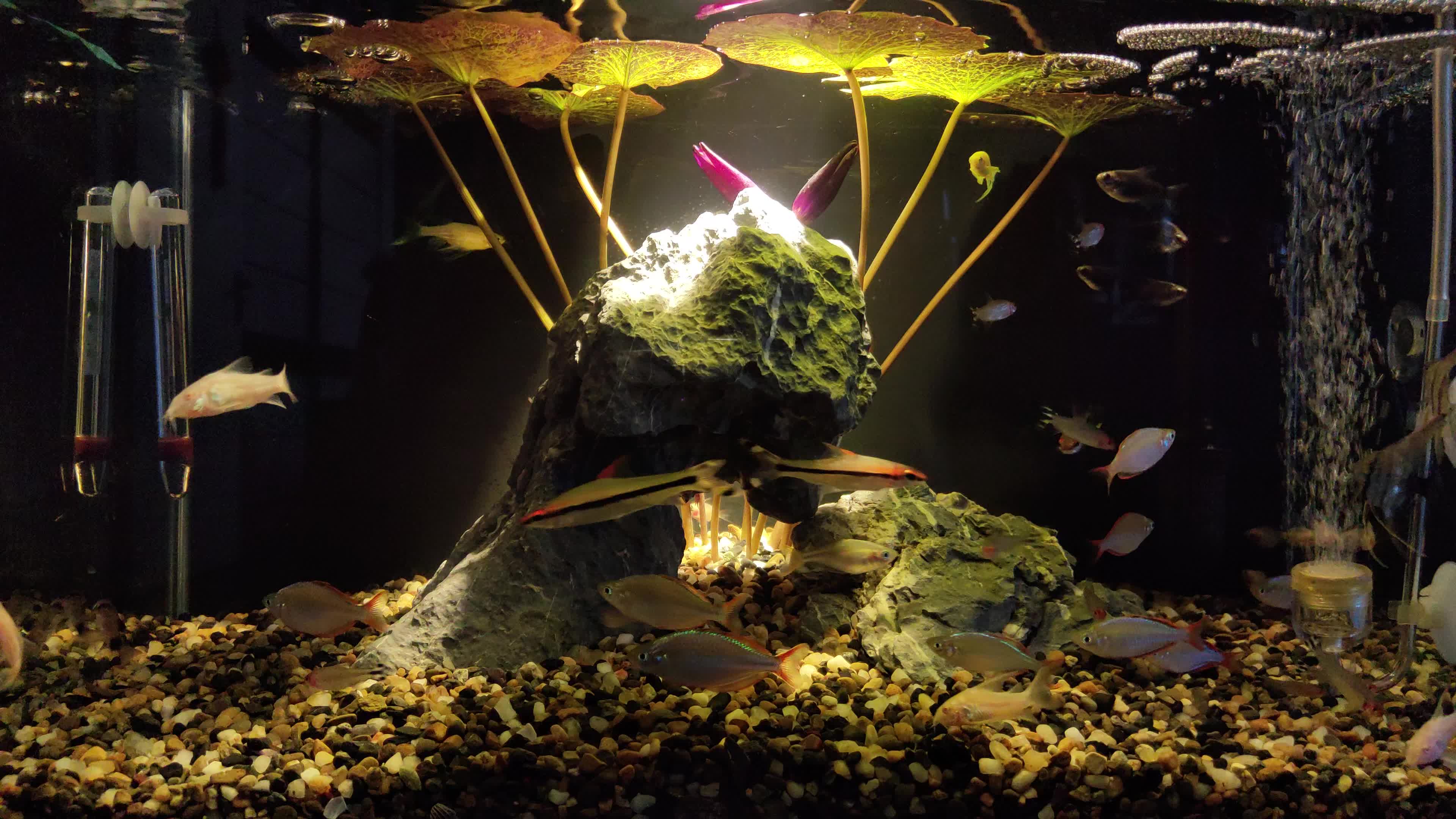 活动作品黑美人睡莲入缸简易造景