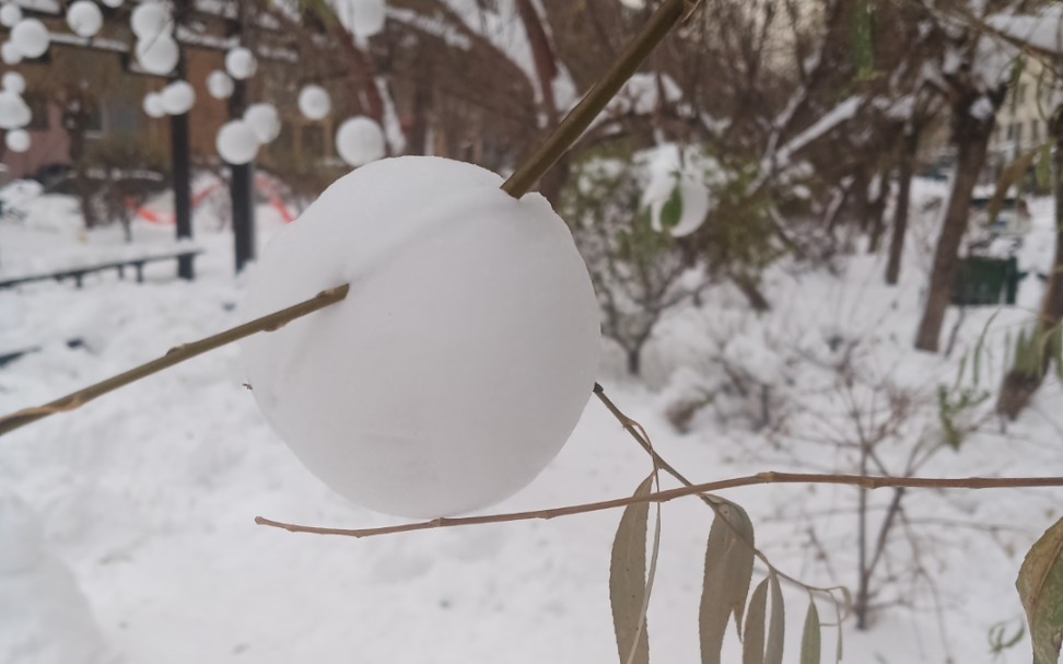 东北野生雪球,学名雪丸