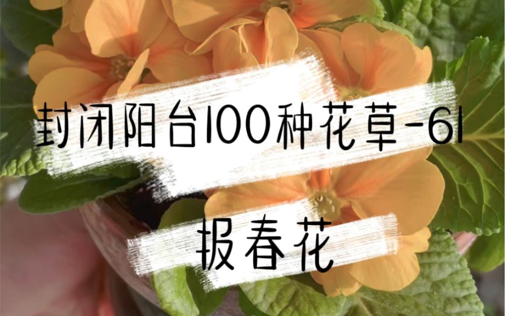 封闭阳台100种花草|报春花哔哩哔哩bilibili