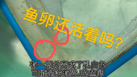 金鱼卵孵化过程唯美延时拍摄 总有你感动的瞬间 哔哩哔哩 つロ干杯 Bilibili