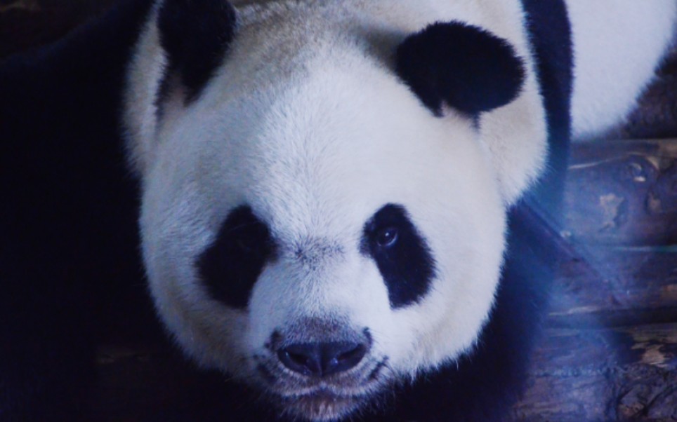 【大熊猫秦川】又呆萌又霸气的熊猫应该不多见