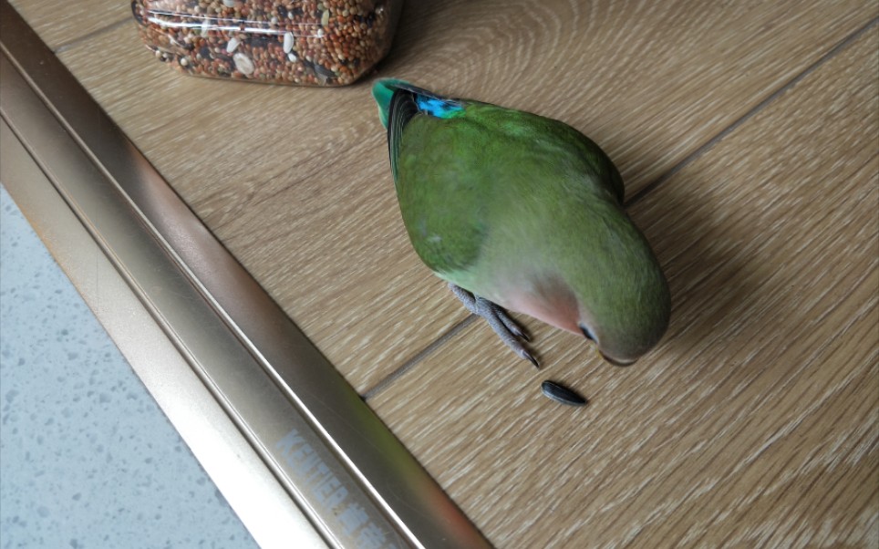 绿桃雏鸟到家后的成长