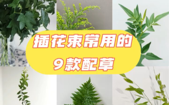 插花束常用的9款配草哔哩哔哩bilibili