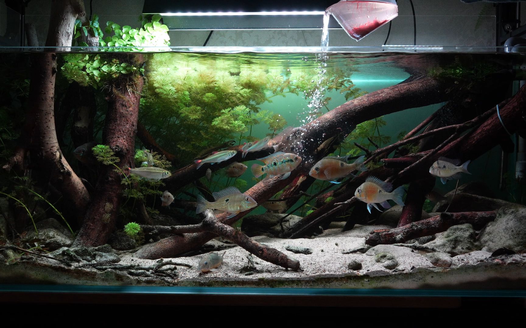 130食土鲷缸喂食篇