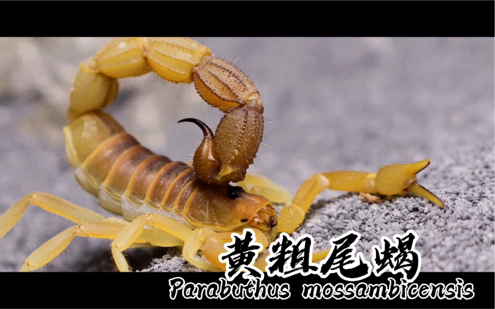 黄粗尾蝎 parabuthus mossambicensis(southern morph)