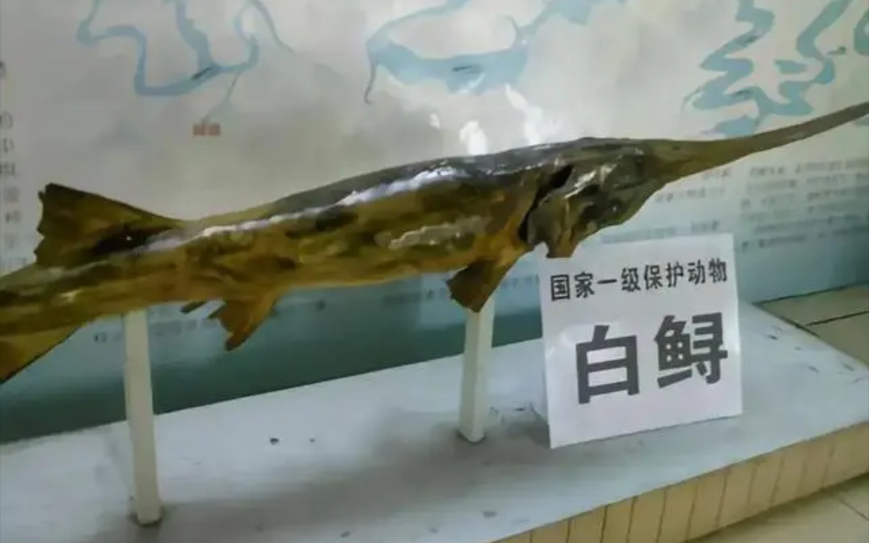 长江白鲟被正式宣布灭绝