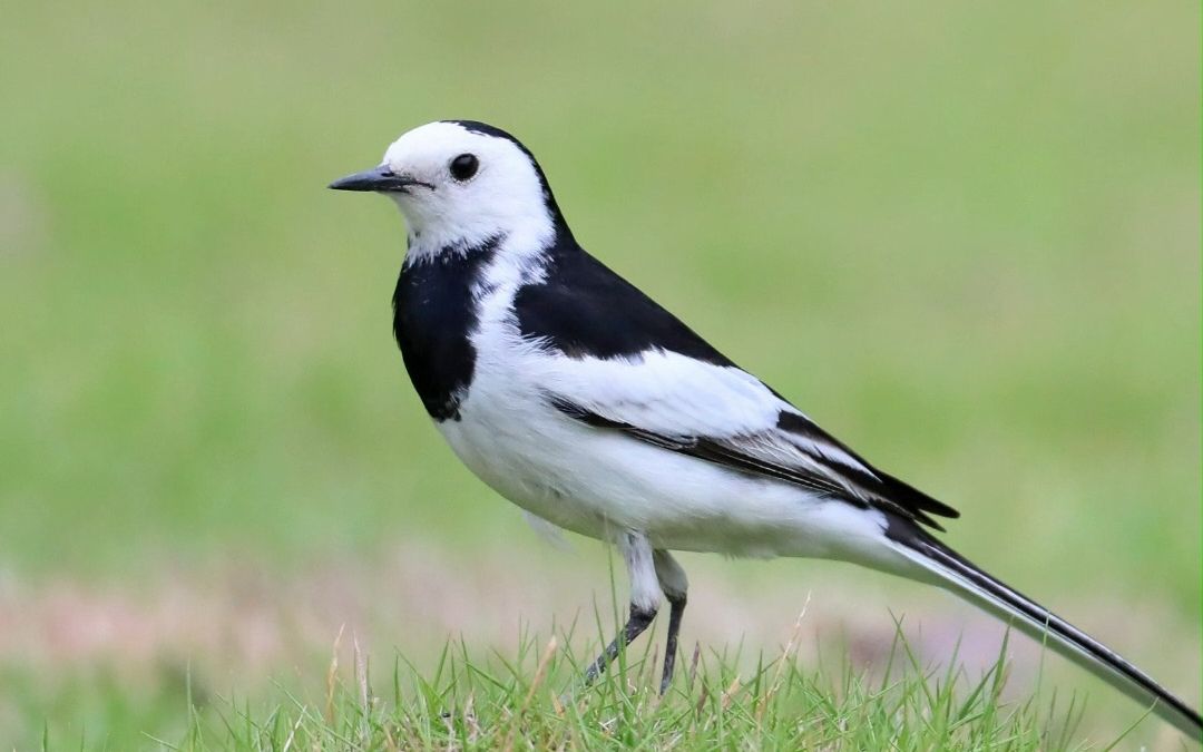 白鹡鸰:诗经中的"张飞"鸟