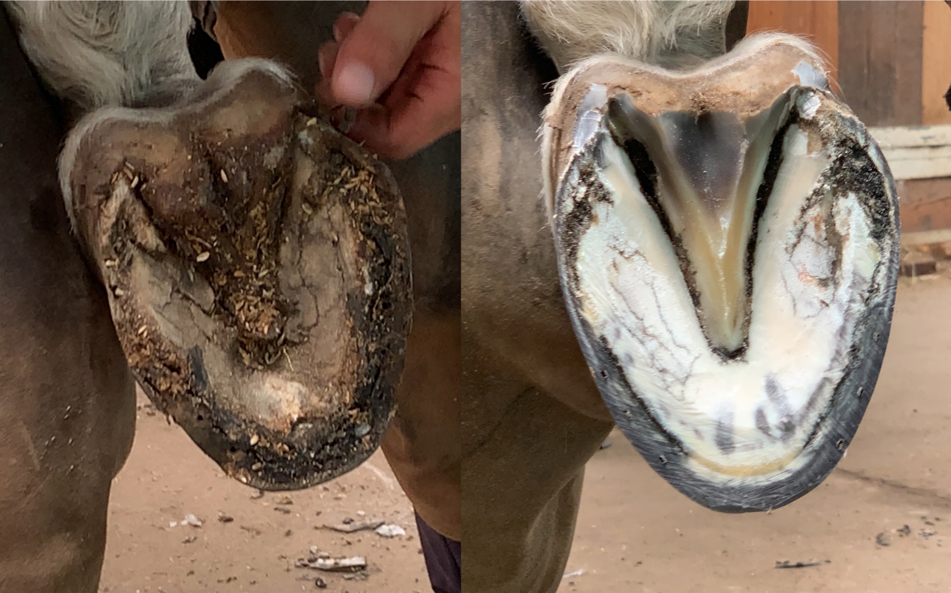 这匹马好久没修蹄了,走路都不舒服了,给它安排个美甲