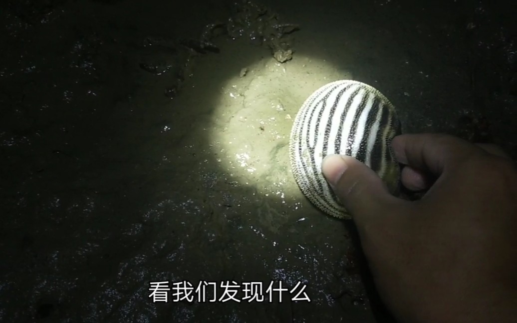 海鲜赶海发现奇怪生物一碰就变球 萌死人不要命啊 超可爱 这是什么情况哔哩哔哩bilibili