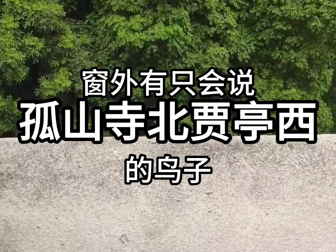 窗外有只会说"孤山寺北贾亭西"的鸟子