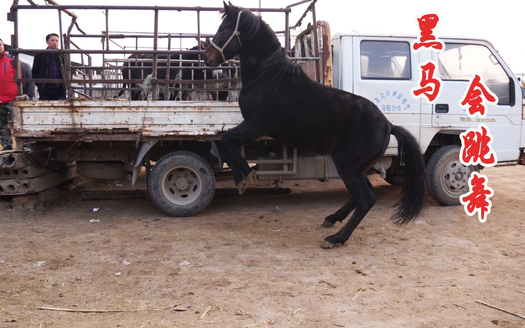 黑色改良马还会跳舞一来市场就备受瞩目不过马主要价有点高