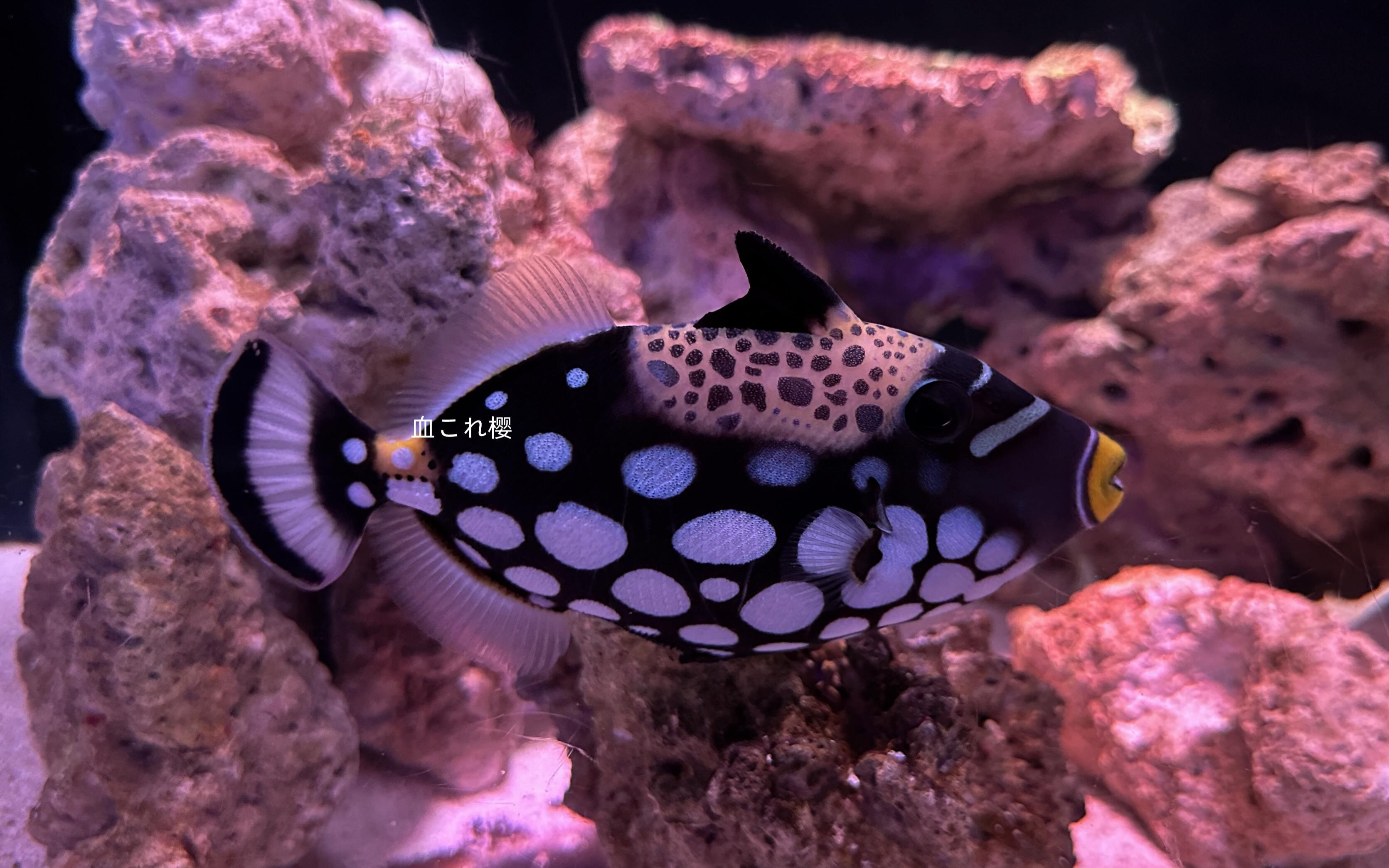 品川王子大饭店水族馆饲养的花斑拟鳞鲀
