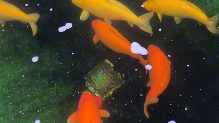 《锦鲤》精品超级芒果芥子,75-85公分 这个血统体型真不是盖的,一池大