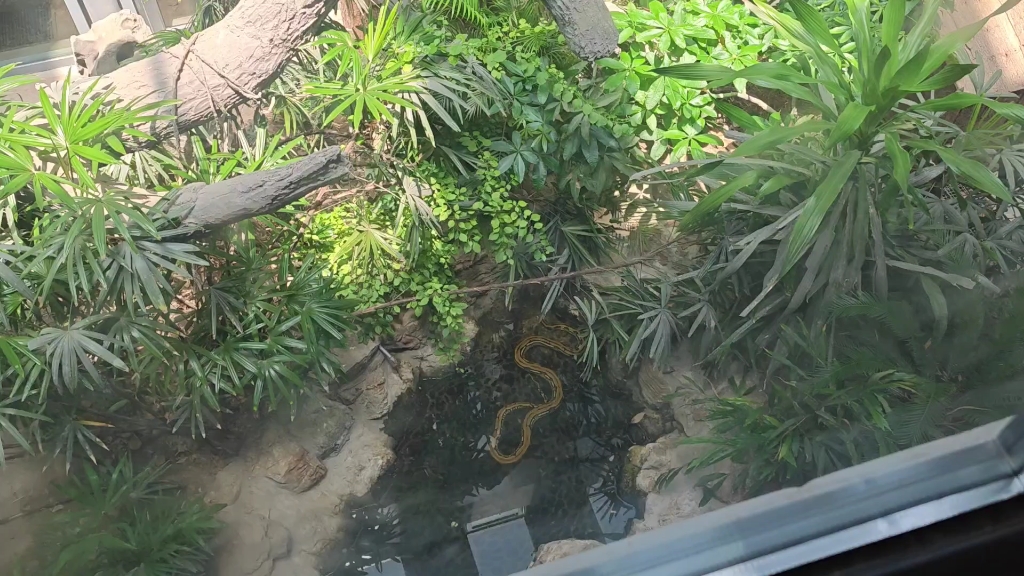 北京动物园的各种蛇