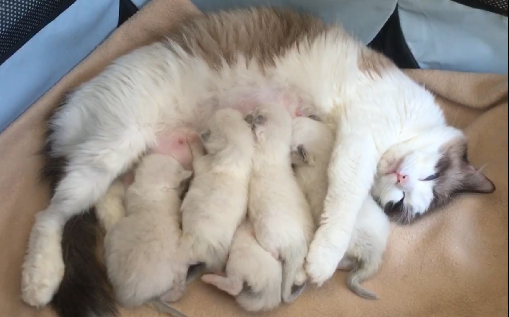 活动  布偶猫随便喂喂奶