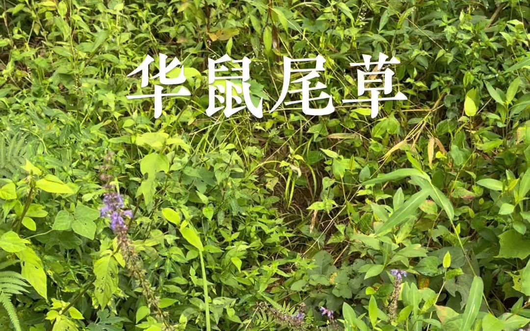 认识中草药——鼠尾草哔哩哔哩bilibili