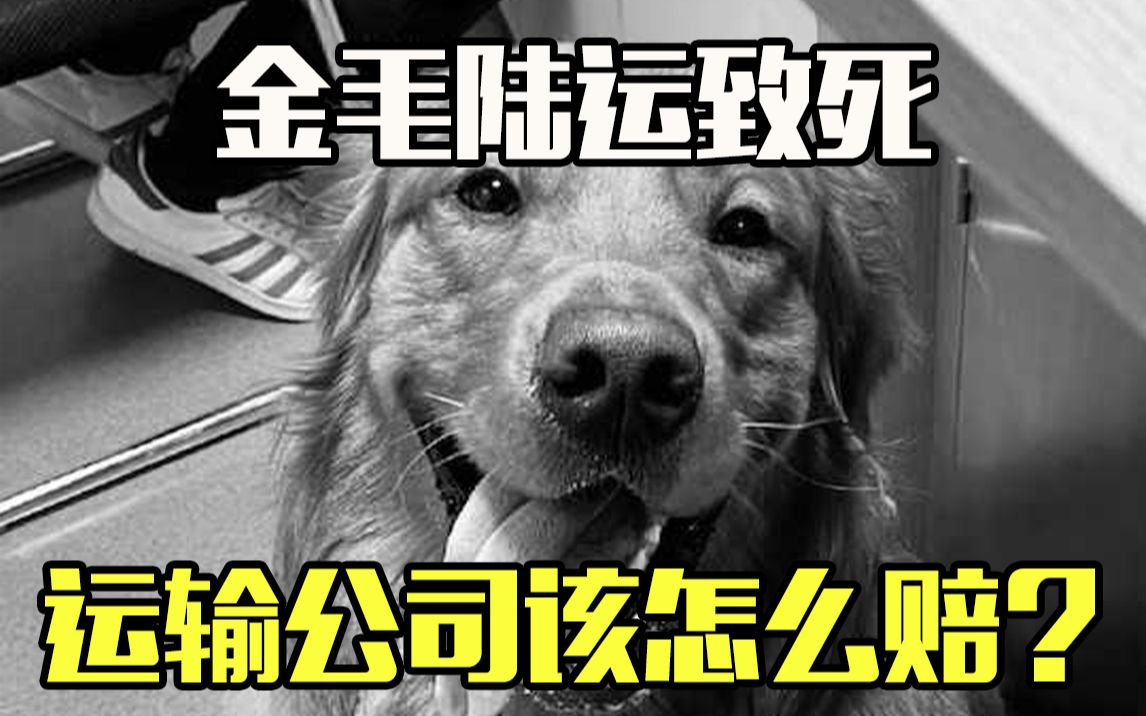 空运擅改陆运致金毛犬死亡 运输公司该怎么赔?哔哩哔哩bilibili