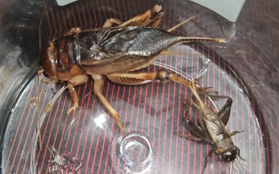 花生大蟋:小老弟你怎么回事?