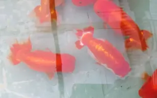 ニャンちゅう 搜索结果 哔哩哔哩 Bilibili