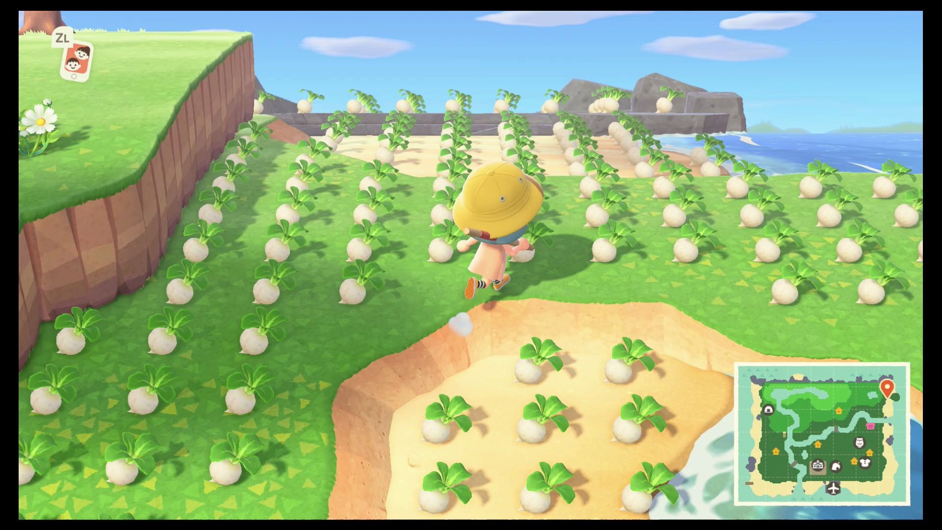 动物森友会-大头菜买买买