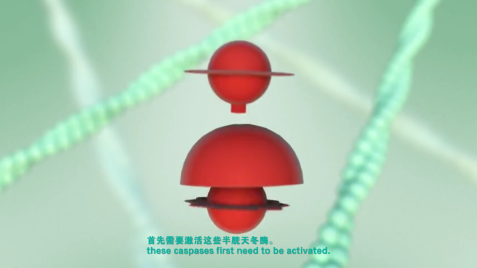 [图]CD2.Apoptosis细胞凋亡|油管搬运