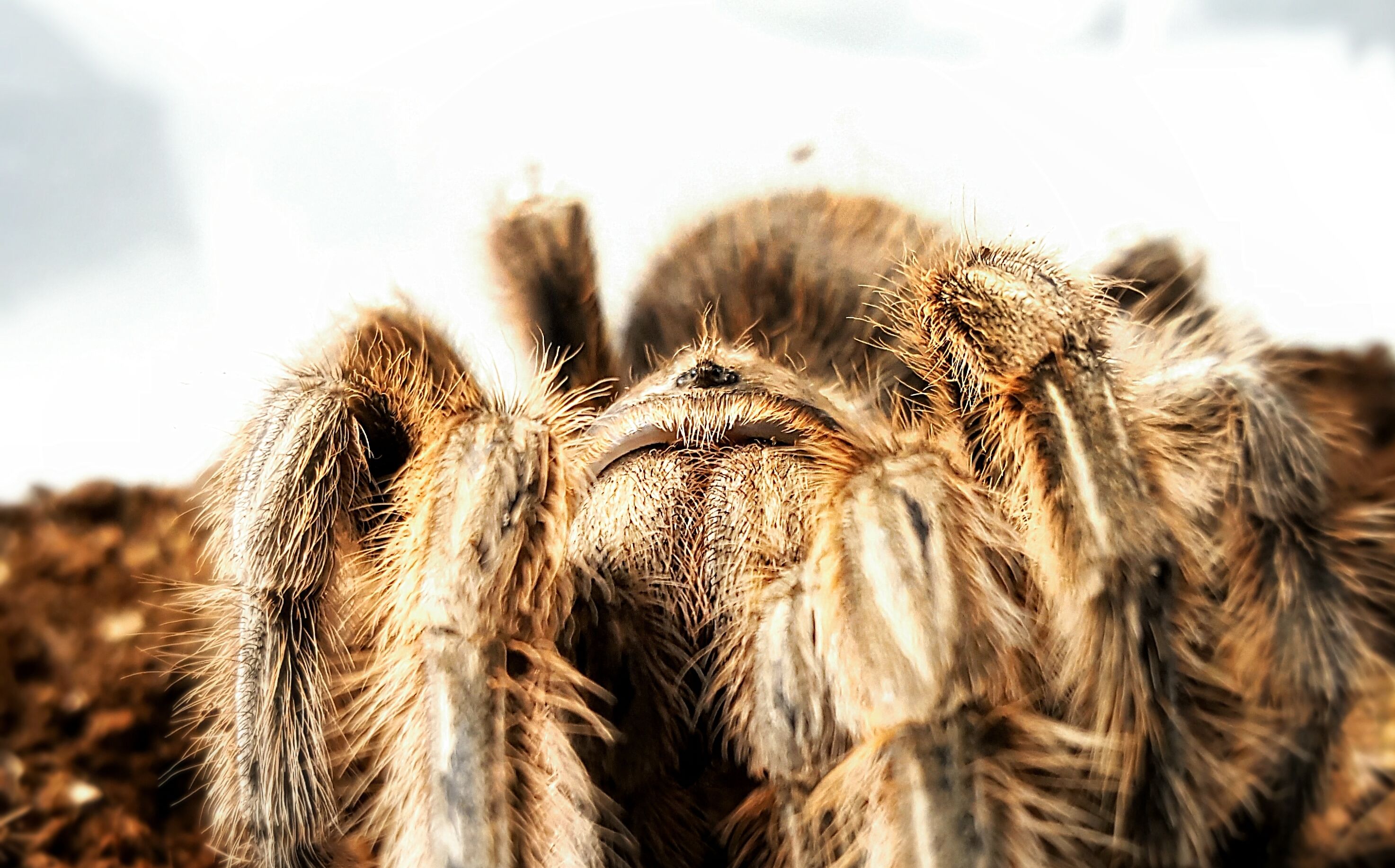 【洛书s】【蛛蛛】[玫瑰]-开饭啦o(*≥▽≤)ツ红玫瑰捕鸟蛛の进食日常