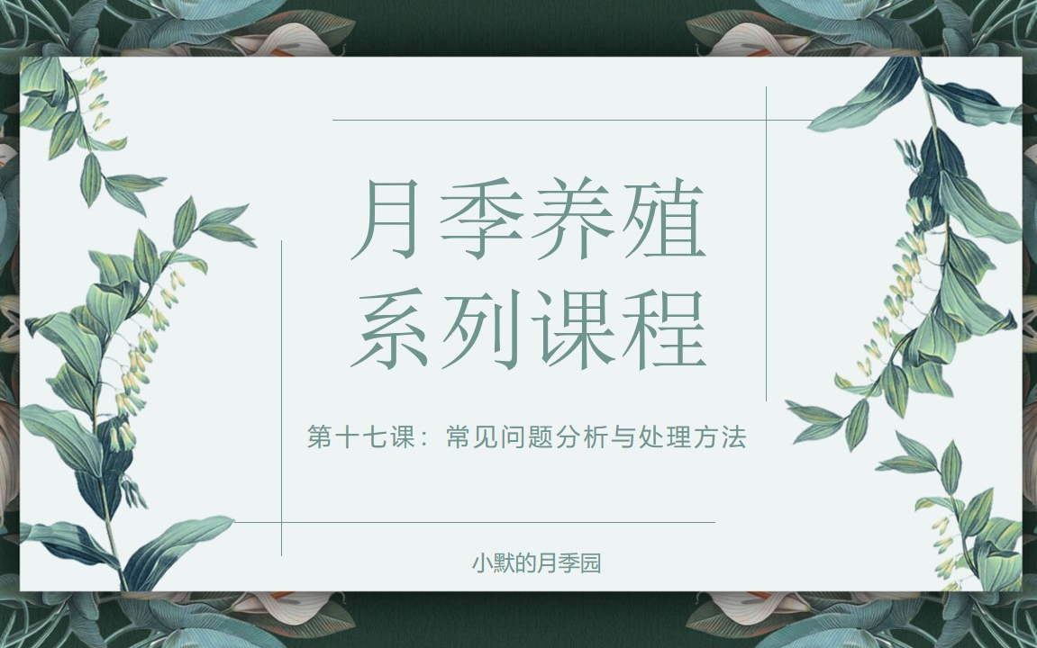 月季黄叶落叶,月季枝条发黄,月季黑杆,月季常见问题分析与处理方法哔哩哔哩bilibili