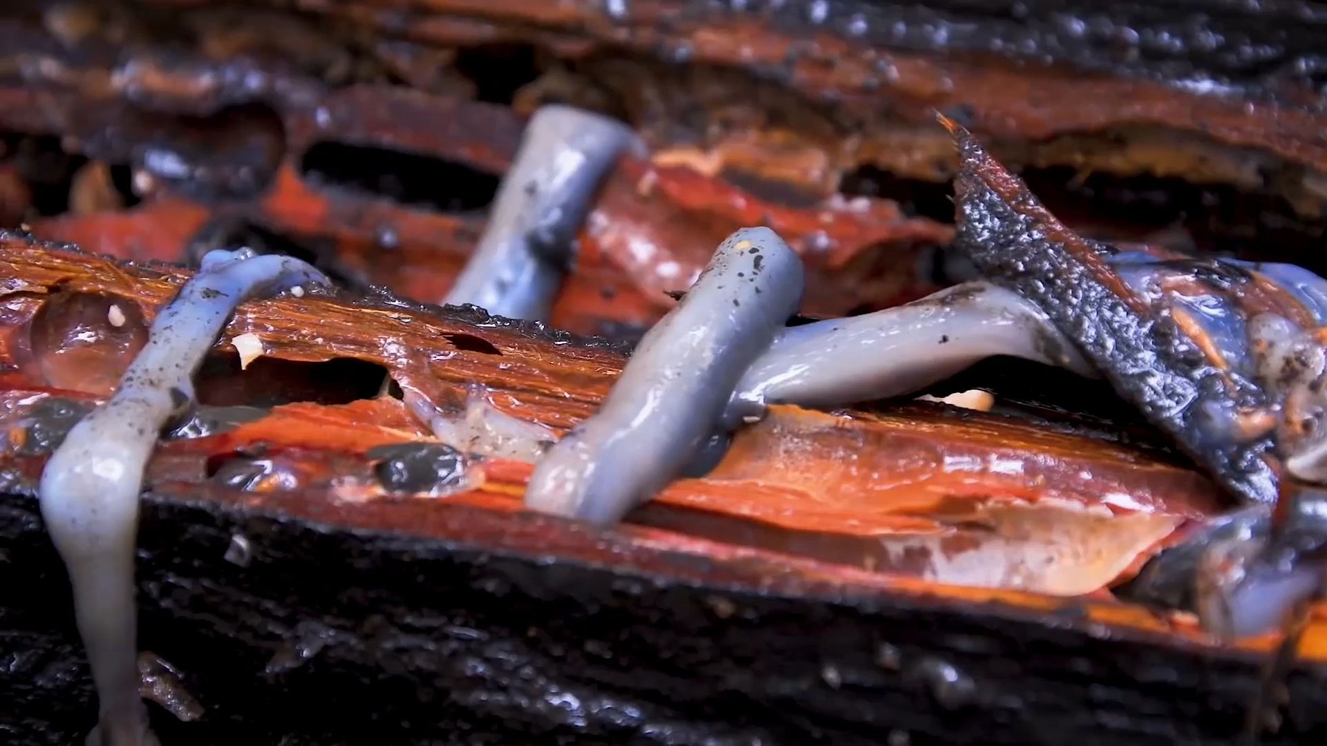 这种高蛋白食物生蛆片,你吃过吗?