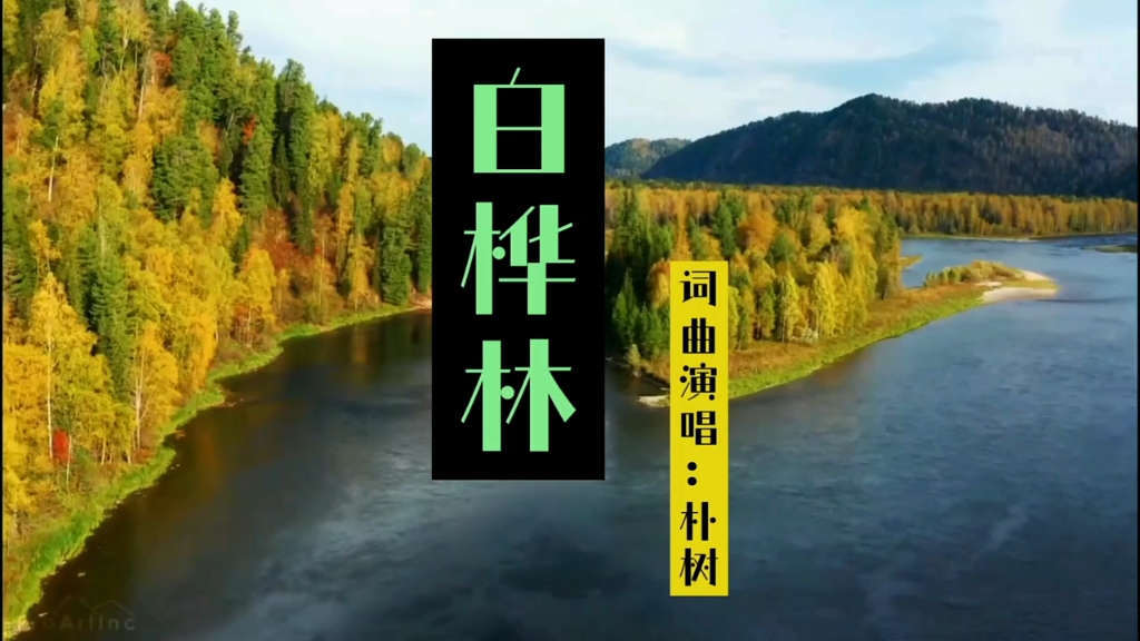 4k高清 朴树‖ 白桦林