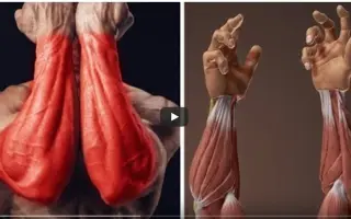 小臂 搜索结果 哔哩哔哩 Bilibili