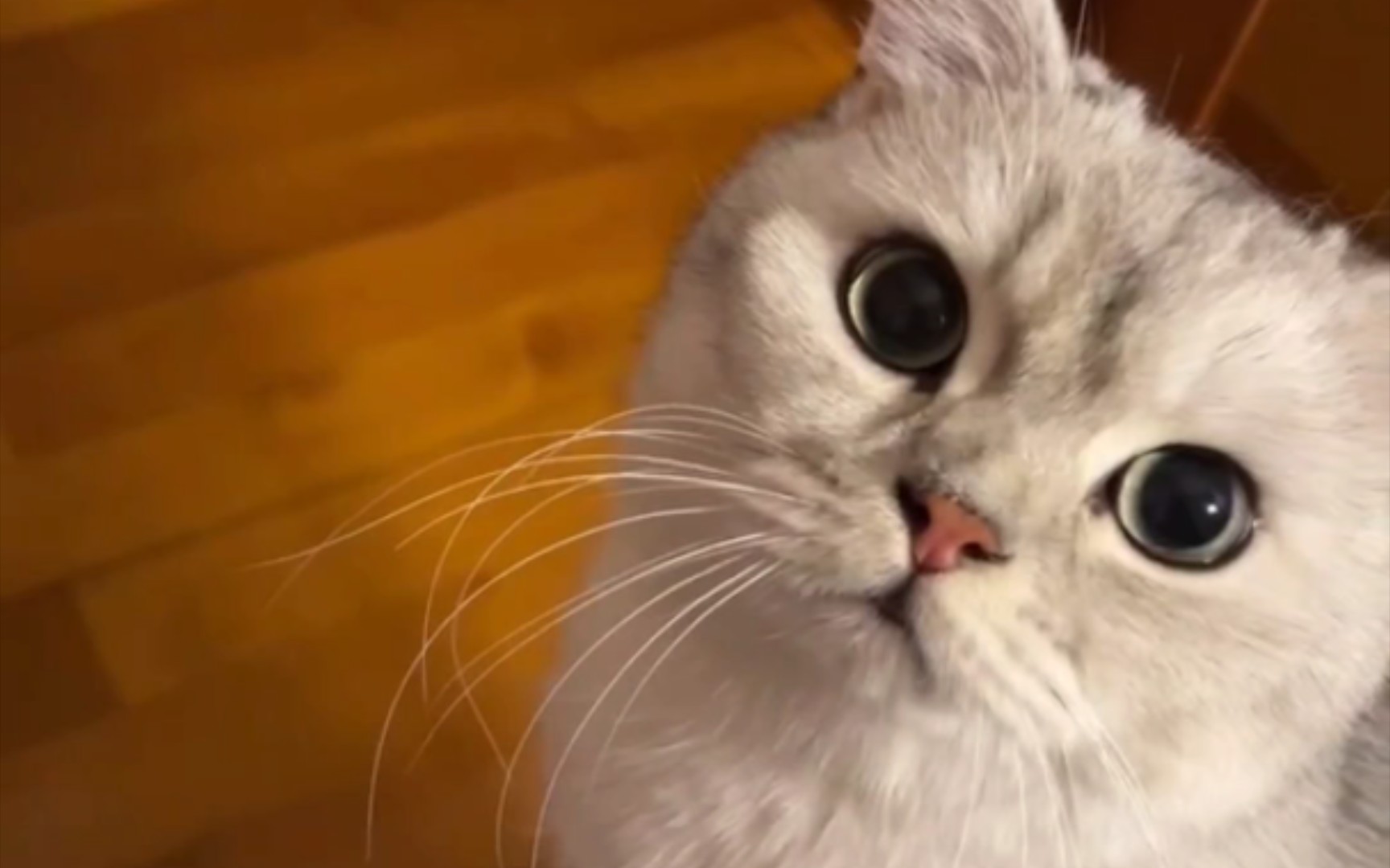 猫师傅瑜伽~露头