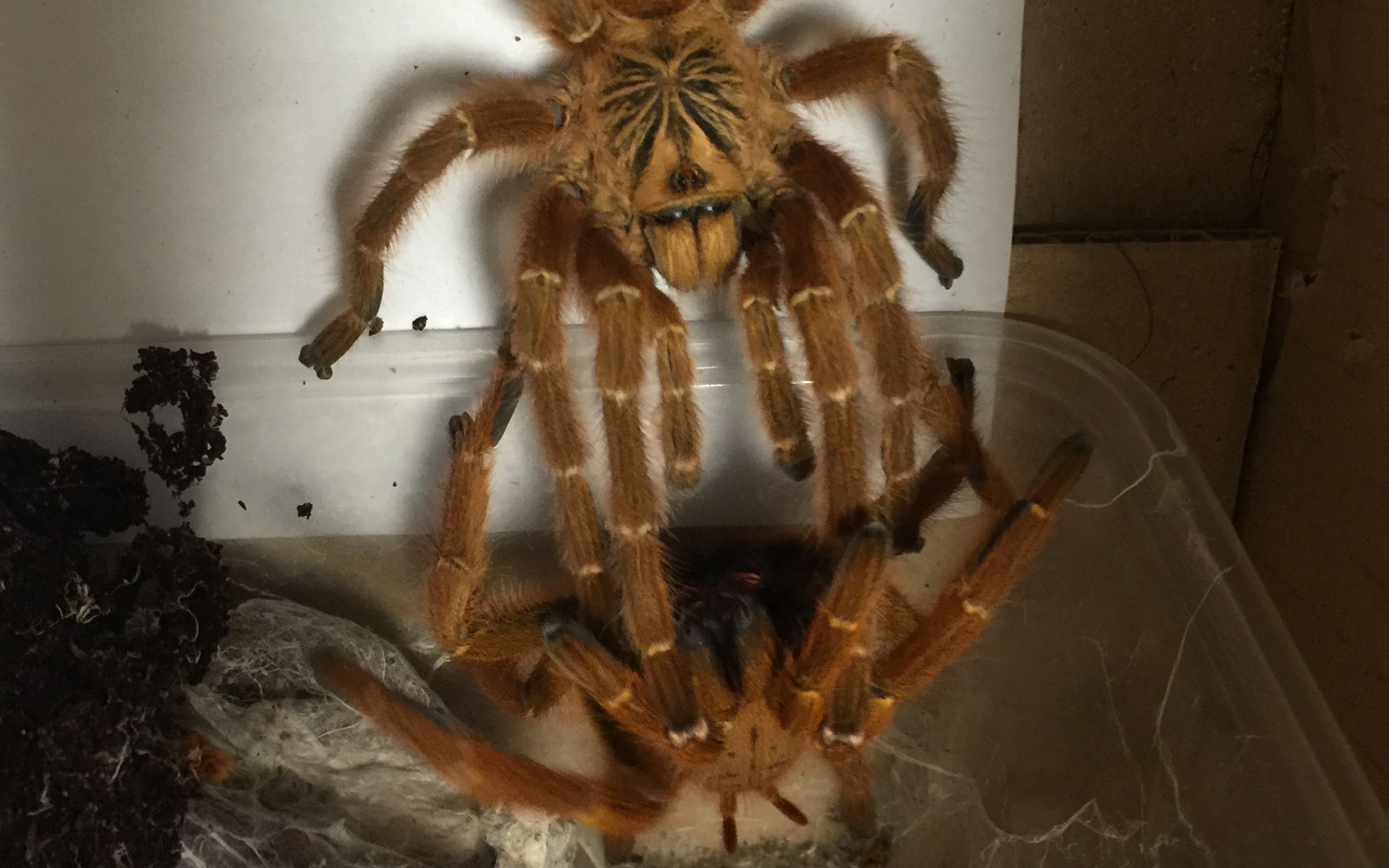 b站看片系列 非洲橙巴布捕鸟蛛交配_哔哩哔哩_bilibili