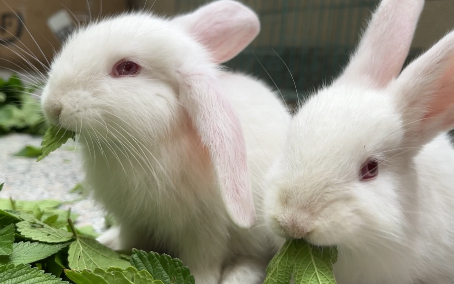 小兔兔吃草我能看上一整天