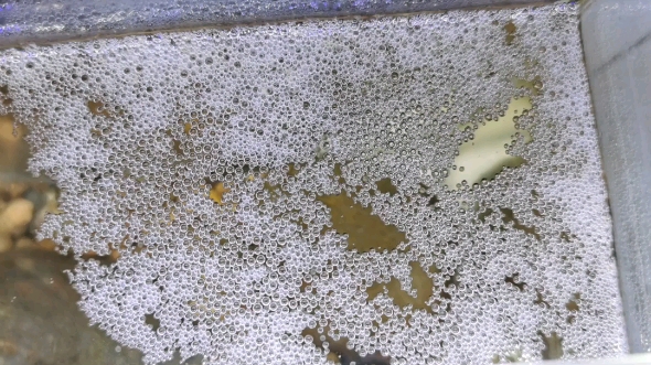 斗鱼繁殖了,为啥我的是母鱼护卵,鱼缸里剩下俩斗鱼天天挨母鱼打,我之