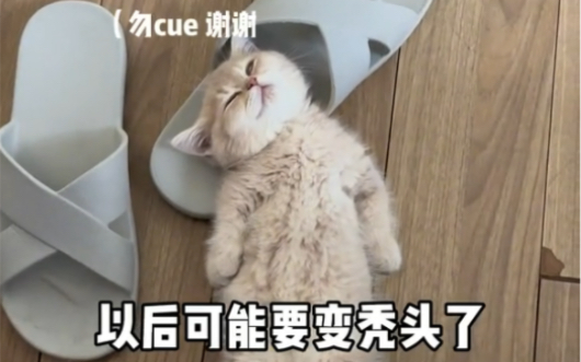 后室】你在Kitty猫的床上醒来_哔哩哔哩_bilibili