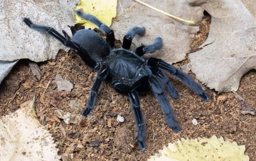 捕鸟蛛幼体卡恩卡拉地老虎快速扑食慢放都是幻影