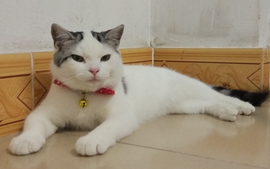 傻橙:干物喵的玩球方式_哔哩哔哩 (゜-゜)つロ 干杯~-bilibili