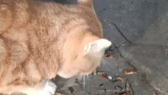 ang黄橘猫mou啃鱼肉(恰渔逆耳near)。