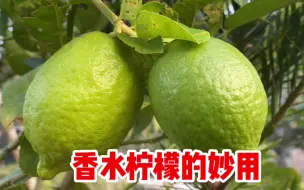 Descargar video: 才知道，香水柠檬还有4个特殊妙用，很多人都不知道，涨知识了